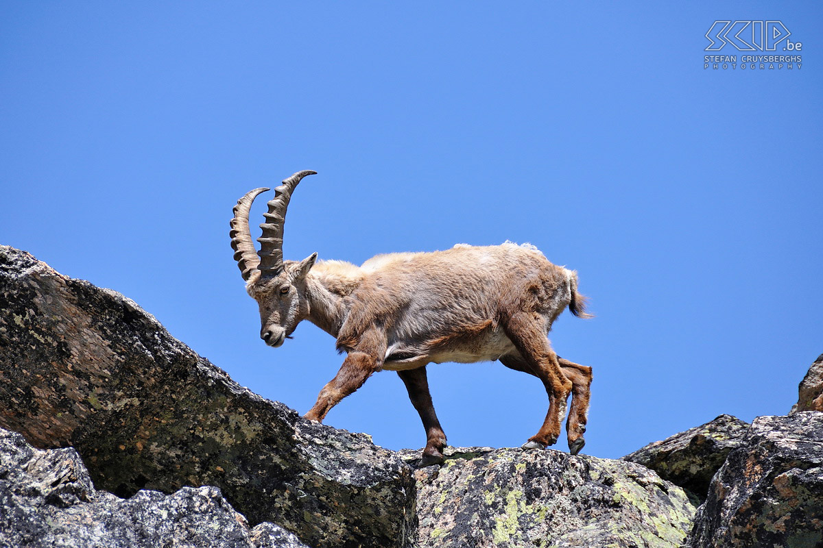 Ibex We are able to draw up fairly close to him and the animal even takes the time to strike a pose. Stefan Cruysberghs